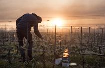 In this file photo taken on April 12, 2021 a man checks vine buds during the burning of anti-frost candles in the Luneau-Papin wine vineyard in Le Landreau