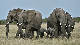 L'étude de l'ADN des défenses d'éléphants contre le braconnage