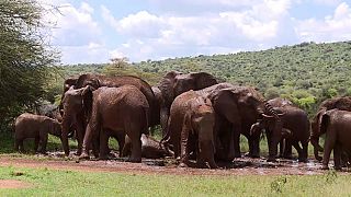 Le Kenya organise un festival de dénomination des éléphants