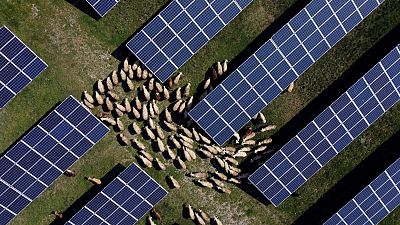 Sheep graze between the solar panels of a solar park in Rogane, Kosovo, 1 May 2023.
