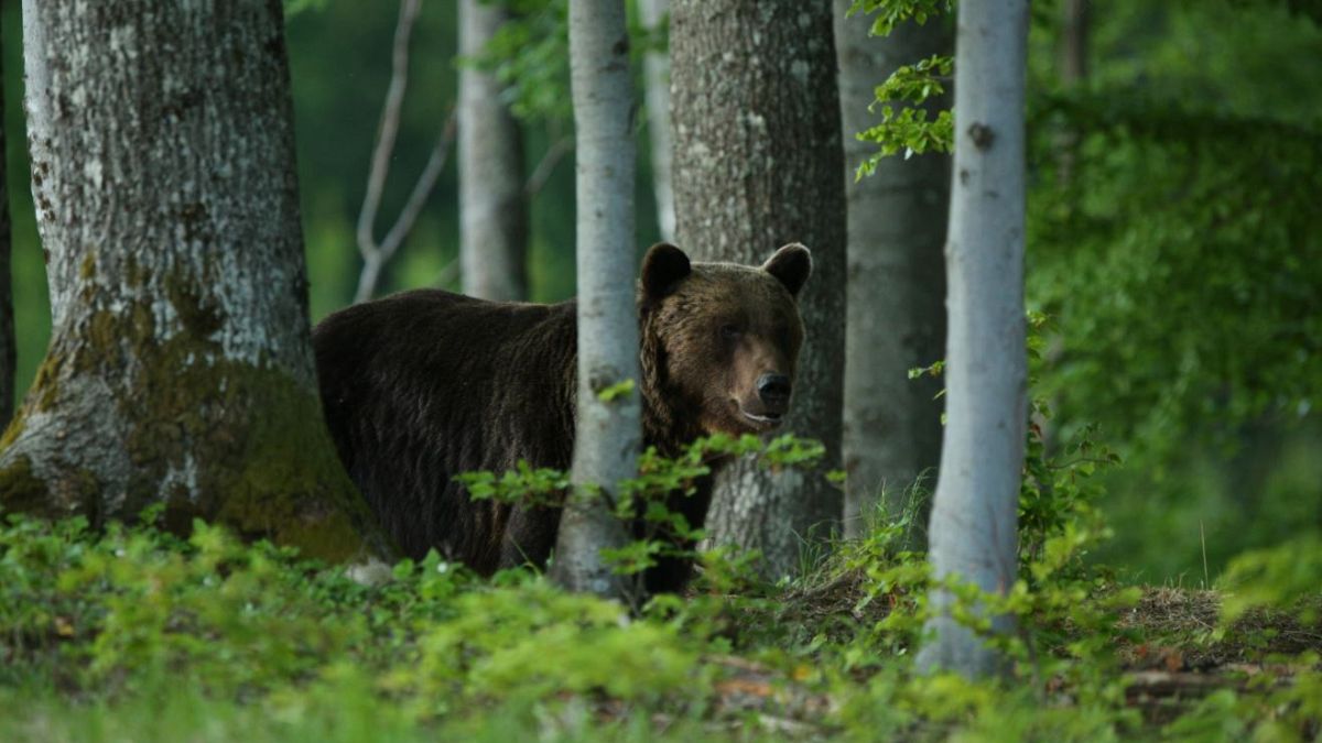 Authorities believe that a brown bear was responsible for the attack.