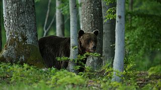 Authorities believe that a brown bear was responsible for the attack.