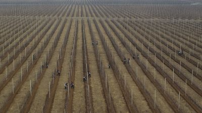 Nordkoreanische Arbeiter auf einer Apfelplantage, Bild von 2012 