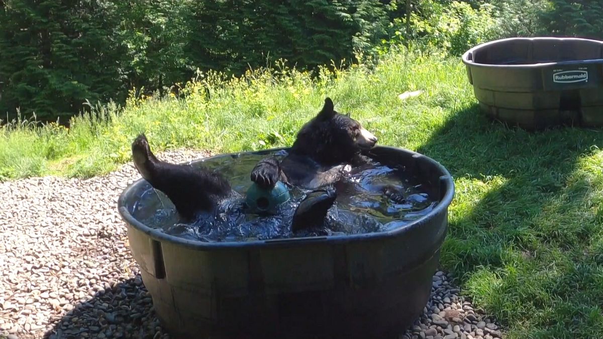 Eine Art Tradition: Schwarzbär Takoda planscht im Pool