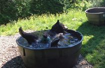 Eine Art Tradition: Schwarzbär Takoda planscht im Pool