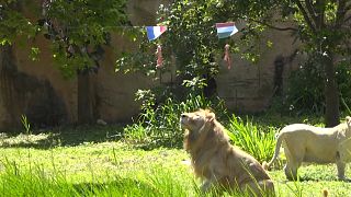 'Psychic' Thai lion predicts weekend's Euro games