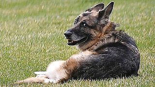 Schäferhund Champ auf dem Rasen des White House