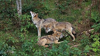 Deutschland: Wölfe, gesehen im Nationalpark Bayerischer Wald (Niederbayern).