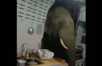 Un elefante entra hasta la cocina de una casa en busca de aperitivos