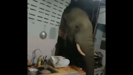 Elephant breaks into kitchen wall looking for snacks