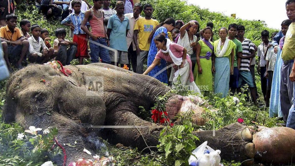 Vonat által elütött elefántot gyászolnak a nyugat-bengáliai Jalpaiguriban