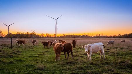 Livestock play a large factor in meeting the 2050 goal for Europe to be self-sustainable in the agriculture sector