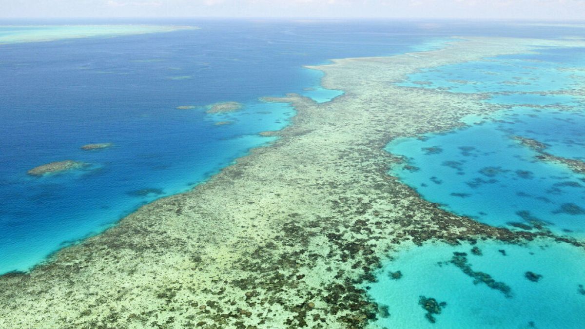 Australie : la Grande Barrière de corail "en danger", selon l'Unesco