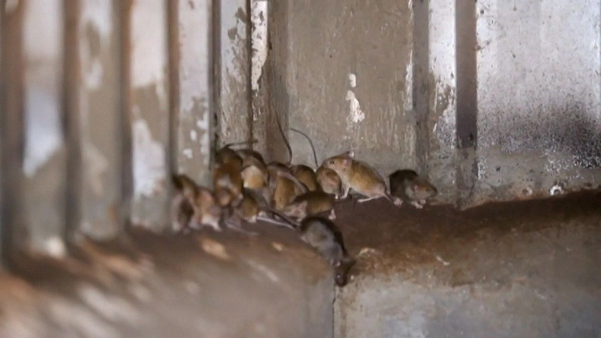 فئران تغزو سجنا في أستراليا وتجبر مئات السجناء على الانتقال إلى سجن آخر