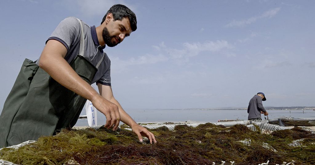 Tunisia's becomes 'trailblazer' in the Mediterranean seaweed industry