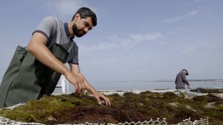 Tunisia's becomes 'trailblazer' in the Mediterranean seaweed industry