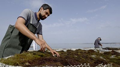 Tunisia's becomes 'trailblazer' in the Mediterranean seaweed industry