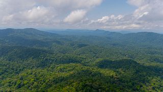 Gabon's rainforests absorb a total of 127 million tonnes of CO2 every year.