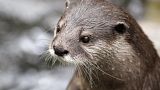 Otter in zoo