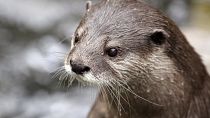 Otters in Oregon Zoo cool as ice amid heatwave