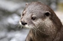 Otter in zoo