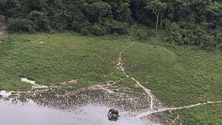 In this file photo dated July 4, 2001, aerial photo, a lone elephant grazes at a clearing in the rain forest of Lope Reserve, Gabon.