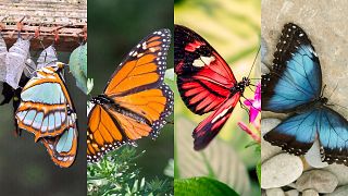 Colombia now has the most species of butterfly in the world