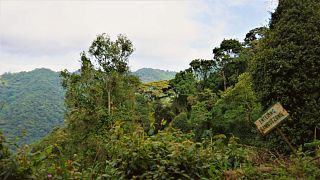 Ouganda : la forêt de Bwindi préservée par le reboisement