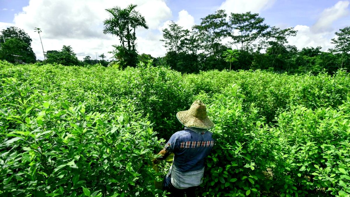 Kokain üretiminde kullanılan koka ekinleri - Kolombiya