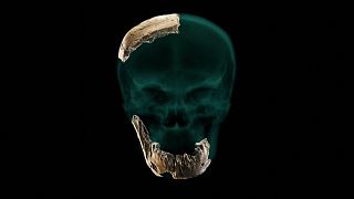 Фрагменты черепа и челюстей нового вида древнего человека, найденные в Израиле