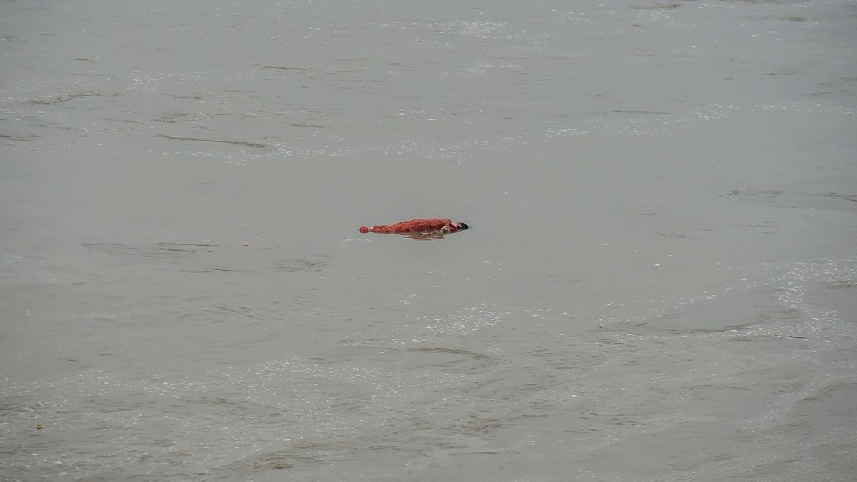 چشم انداز وحشت در رود گنگ با شناورشدن اجساد برخی از قربانیان کرونا
