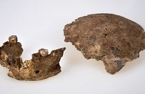 The human ancestor mandible and skull discovered in Neher Ramla, Israel