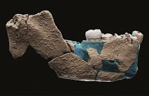 Reconstrucción virtual de la mandíbula de un ancestro humano encontrada en Nesher Ramla, Israel.