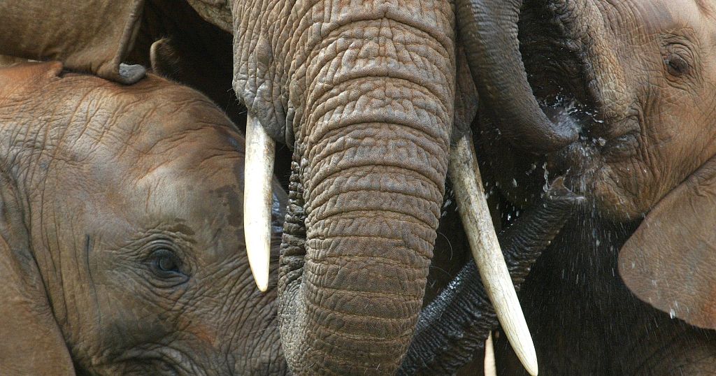 Kenya: Amboseli National Park budding twin baby elephants are lovable!