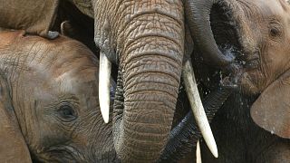 Kenya: Amboseli National Park budding twin baby elephants are lovable!