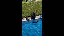 Bear takes her two cubs for a swim in a pool in British Columbia