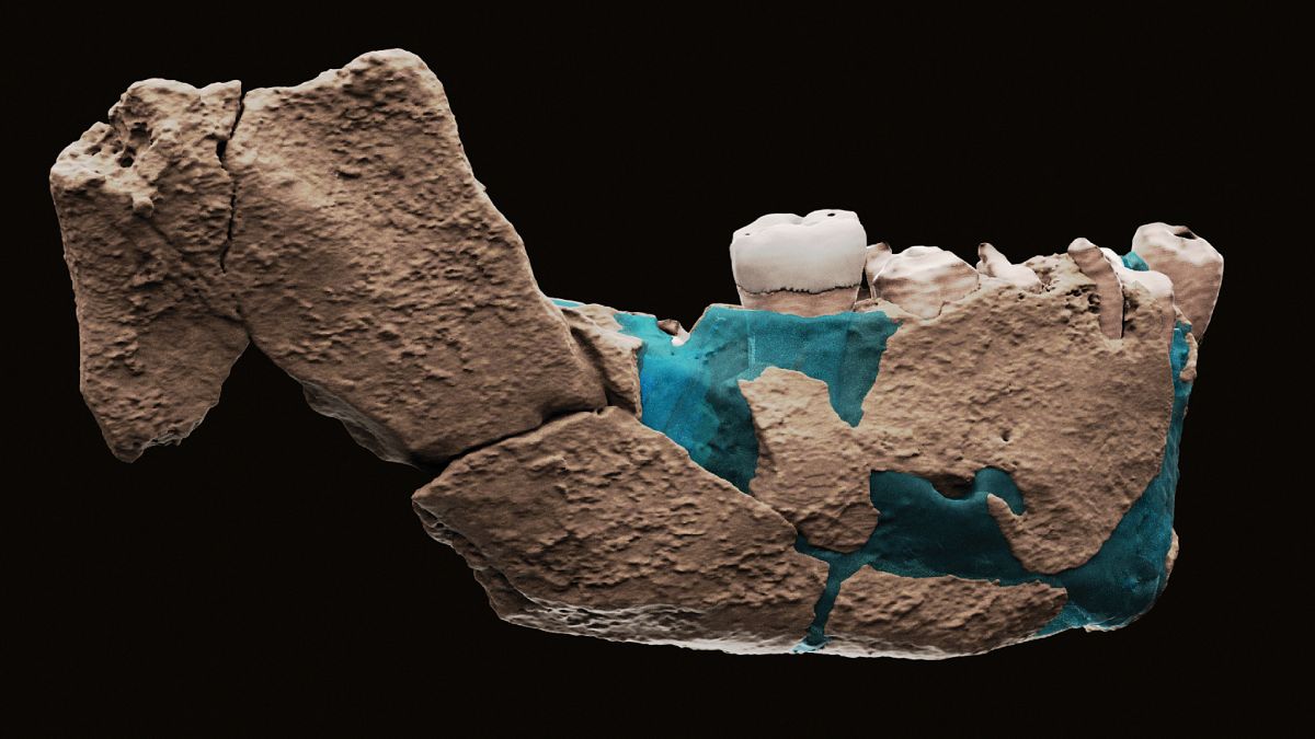 A Neser Ramla ásatáson talált előember állkapcsának rekonstruált darabja