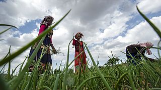 Travail aux champs au Tigré, dans le nord de l'Ethiopie