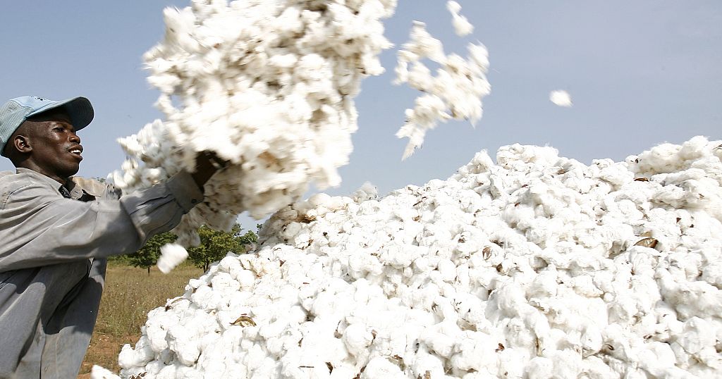 Togo wants to re-launch its race for cotton