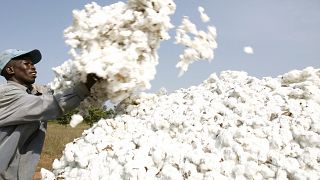 Togo wants to re-launch its cotton industry