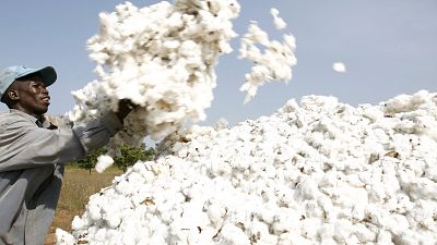 Togo wants to re-launch its cotton industry