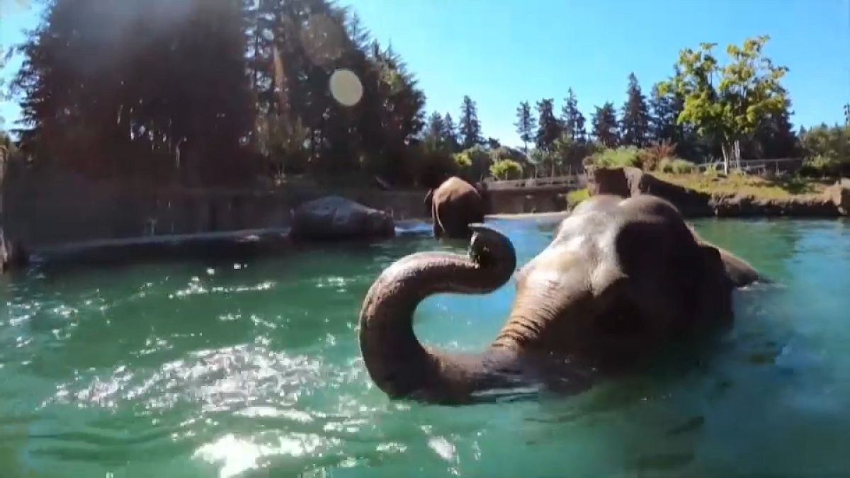 Слоны в Орегонском зоопарке