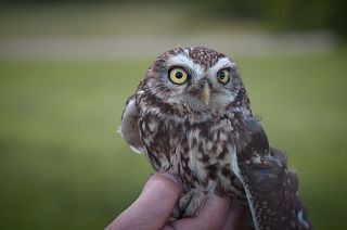 Six endangered species in the Rhine wetlands are given help to survive