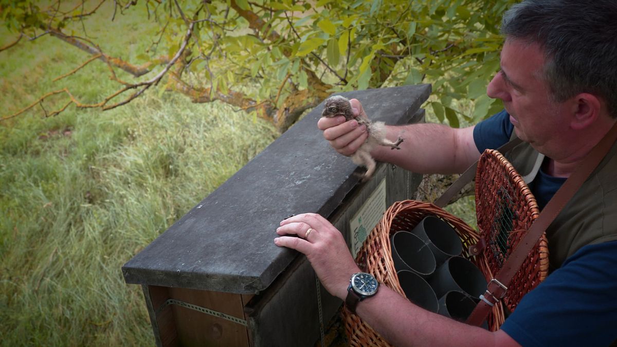Las 'cajas nido' o el milagro que permite la conservación del mochuelo europeo 