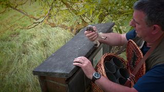 Tierfreunde retten den Steinkauz im Elsass