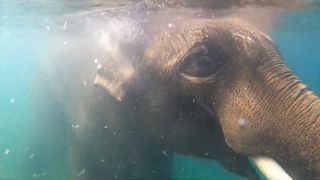  ویدئو؛ فیل‌های آسیایی در باغ‌وحش اورگان برای فرار از گرما به استخر پناه بردند