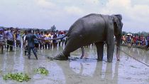 إنقاذ فيل في بنغلاديش
