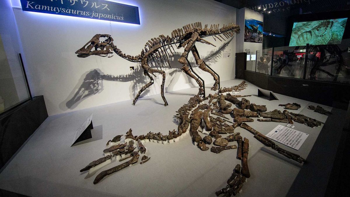 المتحف الوطني لـ الطبيعة والعلوم في طوكيو، اليابان، 6 سبتمبر 2019