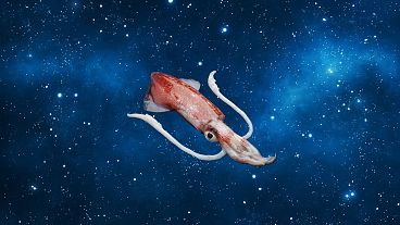 The baby Hawaiian bobtail squid were blasted into space earlier this month on a SpaceX resupply mission to the International Space Station.