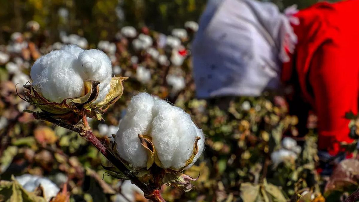 Doğu Türkistan'da pamuk tarlası